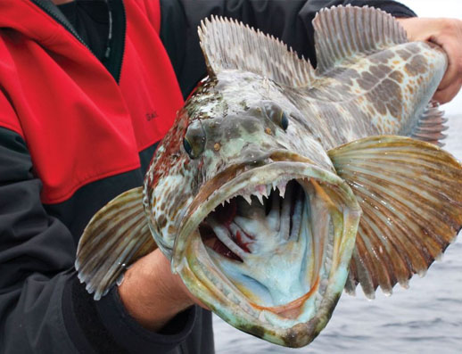 Morro Bay Sportfishing Charters
